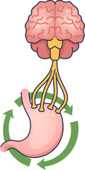 An illustration of the gut-brain axis, showing the brain and stomach connected by the vagus nerve. Arrows symbolize the bidirectional communication influencing mental and digestive health.