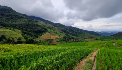 Fototapeta premium Lush green rice terraces in a mountainous valley under a dramatic cloudy sky