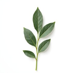 Green leaf branch isolated white background botanical green leaf photography, detailed vein texture natural green leaf specimen flat lay design element minimalist foliage