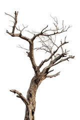 Ancient Leafless Tree with Twisted Bare Branches - Vector Art