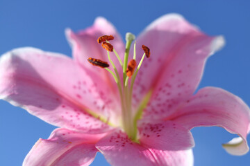 Blooming pink lilies under a vivid blue sky. Soft natural light and airy background make this image ideal for floral themes or design use.