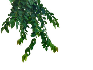 Close-up photo of a branch with beautiful green leaves growing isolated on a transparent background png file.