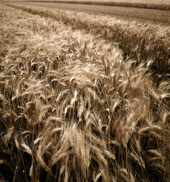 champ de bl&eacute;  &eacute;pis de bl&eacute; maturit&eacute; moisson grain nourriture farine &eacute;pis nature agriculture  gros plan paysage &eacute;t&eacute;  rural  c&eacute;r&eacute;ales