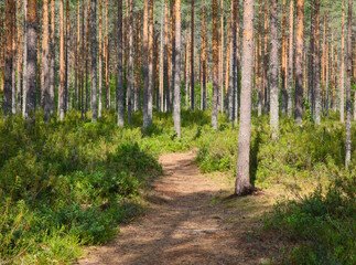 Finnish forest in summer.