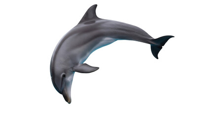 Obraz premium Dolphin leaping in the air against a black background.