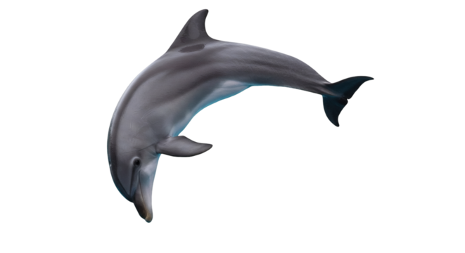Dolphin leaping in the air against a black background.