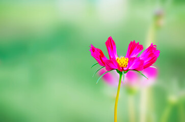 Cosmos Flowers  with soft sunlight on park Background