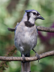 Beautiful male blue jay sitting on a branch 