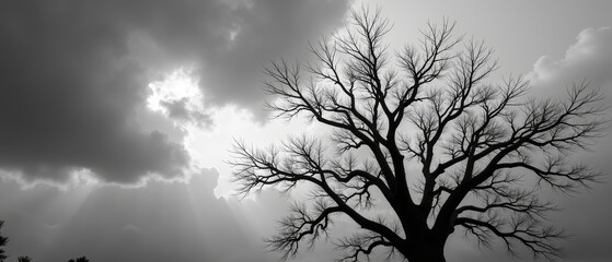 Striking black and white image of barren tree silhouetted against dramatic sky filled with clouds and rays of light. scene evokes sense