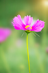 Cosmos Flowers  with soft sunlight on garden Background