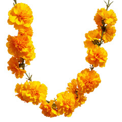Marigold Flower Garland on transparent background