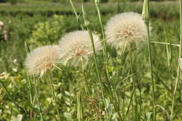 
Beautiful white flower in the Botanical Garden of Kyiv, Ukraine.