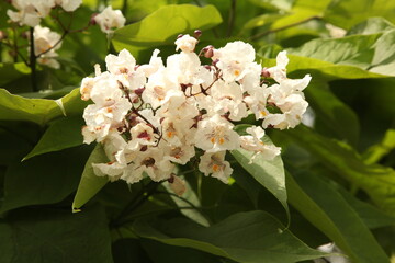
Beautiful white flower in the Botanical Garden of Kyiv, Ukraine.