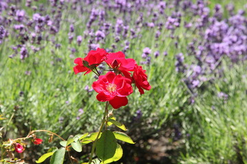 Obraz premium Beautiful red flower in the Botanical Garden of Kyiv, Ukraine.