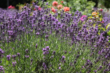 Beautiful purple flower in the Botanical Garden of Kyiv, Ukraine.
