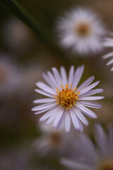Obraz premium Autumn asters and wildflowers macro photo series – close-up nature photography_3