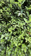 Fresh green plants fill a garden space, displaying a variety of leaf shapes and sizes under natural light. The vibrant foliage creates a lively atmosphere that enriches the environment
