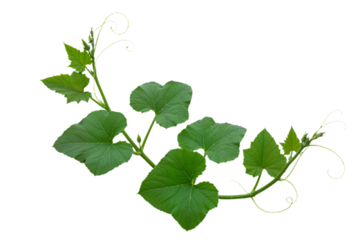 Heart-Shaped Leaf Plant on Vine – Delicate Greenery in White - Powered by Adobe