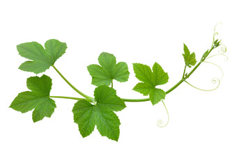 Heart-Shaped Leaf Plant on Vine – Delicate Greenery in White