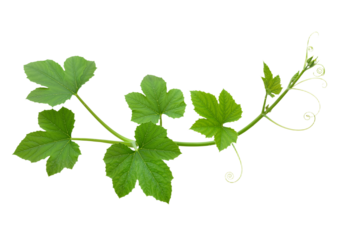 Heart-Shaped Leaf Plant on Vine – Delicate Greenery in White