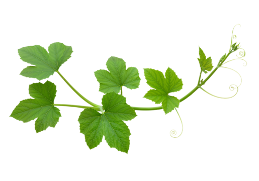 Heart-Shaped Leaf Plant on Vine – Delicate Greenery in White