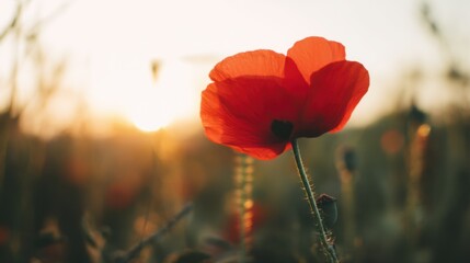 A vibrant red poppy stands out against soft golden hues of sunrise or sunset,