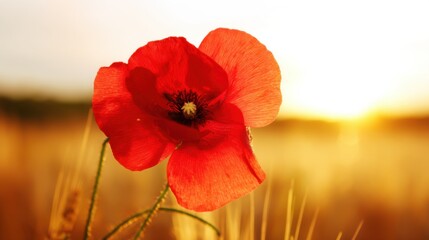A vibrant red poppy stands out in a serene natural landscape during sunrise or sunset,