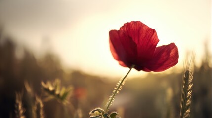 A single red poppy flower in sharp focus stands against a softly blurred grassy field,