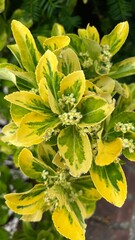Close-up view of lush green and yellow leaves with small white flowers, illustrating the beauty of nature in a garden during the daytime