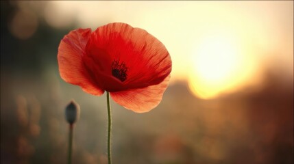 A vibrant red poppy flower in sharp focus against a softly blurred natural background,