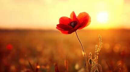 A vibrant red poppy stands alone amidst tall grasses,
