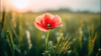 A vibrant red poppy in full bloom with dewy edges,