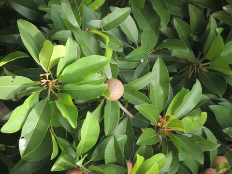 Close-up of sapodilla tree with green leaves and ripe brown fruits.
