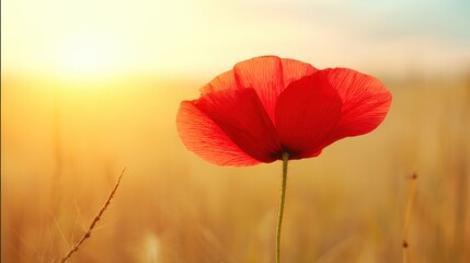 A vibrant red poppy flower stands against a golden sunset sky, casting long shadows across the field,