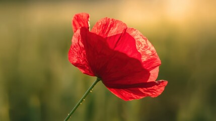 A vibrant red flower with delicate petals stands against a blurred green background,