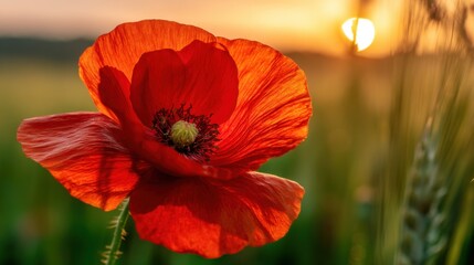 A vibrant red poppy flower with green leaves and stem stands in the foreground,