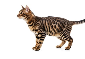 Stunning Bengal cat with striking spotted coat poised elegantly against a clean white background, capturing wild beauty and domestic charm.