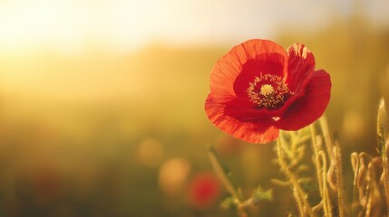 A single bright red poppy flower in sharp focus against a soft sunlit background with golden hues and delicate stamens i