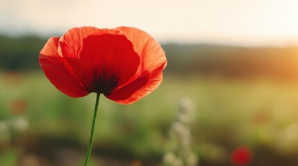 A striking red poppy flower stands prominently in the foreground with a softly blurred green backdrop bathed in warm sun
