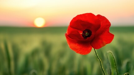 A striking red poppy stands out against a setting sun, warm hues contrast with vibrant petals,