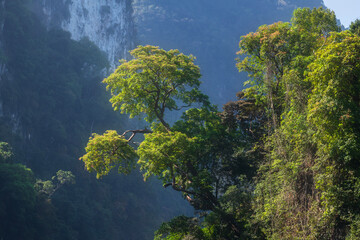 A lush green tree against a backdrop of misty mountains and sky in Khao Sok National park Suratthani, Thailand