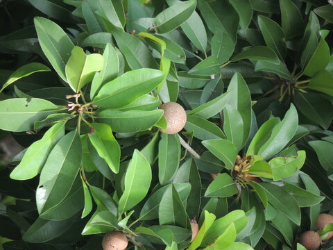 Sapodilla tree with elongated green leaves and round brown fruits.