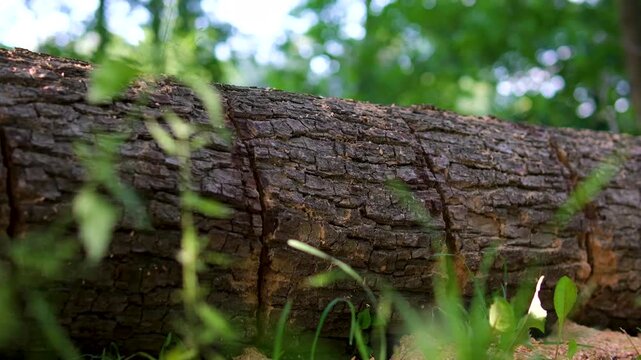A stack of wooden logs sits amidst a lush forest, surrounded by tall trees and green grass. The blue sky above is dotted with fluffy white clouds. High quality 4k footage