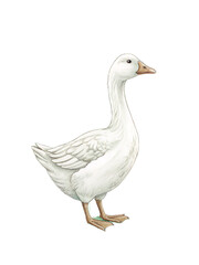 Fototapeta premium Illustration of a white goose standing on green grass inside an oval scalloped frame with stripes