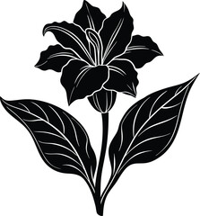 Elegant Lily Flower Illustration with Leaves in Black and White silhouette