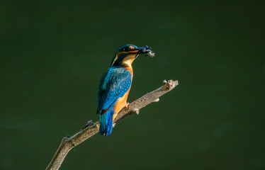 Kingfisher with small fish in beak