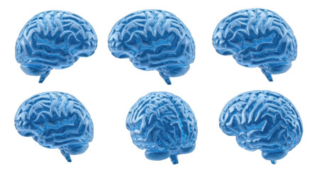 Blue 3D human brains displayed in various angles on a white backdrop conceptualizing neuroscience and cognitive functions