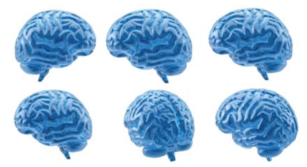 Blue 3D human brains displayed in various angles on a white backdrop conceptualizing neuroscience and cognitive functions