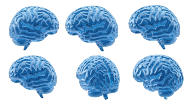 Blue 3D human brains displayed in various angles on a white backdrop conceptualizing neuroscience and cognitive functions
