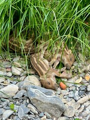 Sleeping Wild Boar Piglets in Natural Habitat